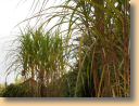 Garten1.JPG